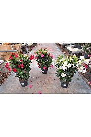 Dipladenia Variety Mix Tropical Coast Ø20