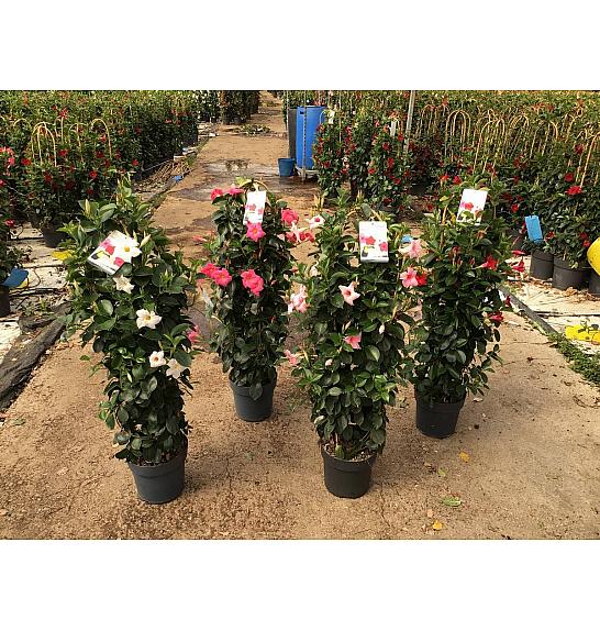 Dipladenia Variety Mix Tropical Coast Ø23