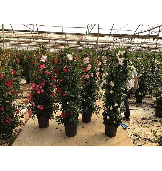 Dipladenia Variety Mix Tropical Coast Ø30