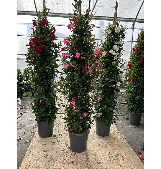 Dipladenia Variety Mix Tropical Coast Ø33