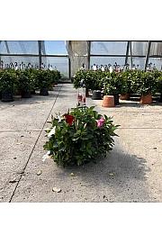 Dipladenia Variety Mix Tricolor Tropical Coast Ø26