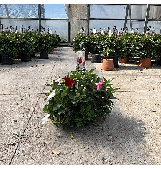 Dipladenia Variety Mix Tricolor Tropical Coast Ø26