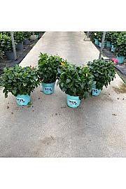 Hibiscus Longlife Pacific Vibes Ø30