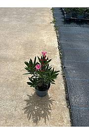 Nerium Oleander Ø14