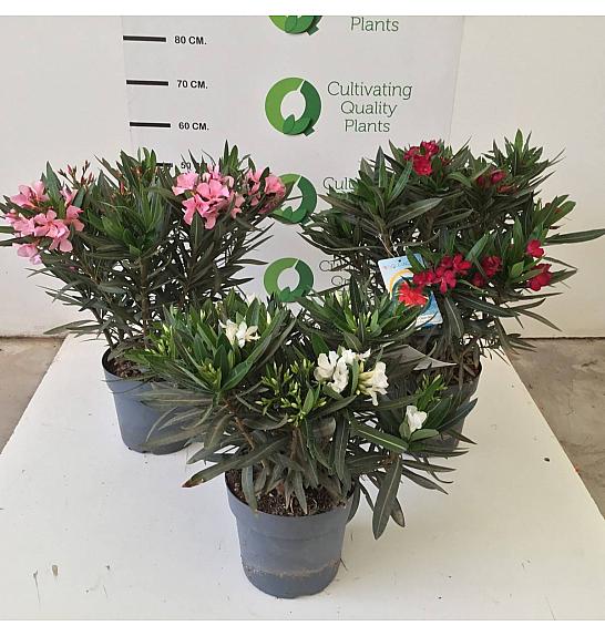 Nerium Oleander Ø24