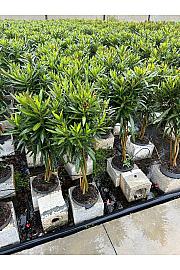 Nerium Oleander Ø23