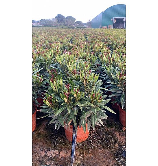 Nerium Oleander Evolution Ø17