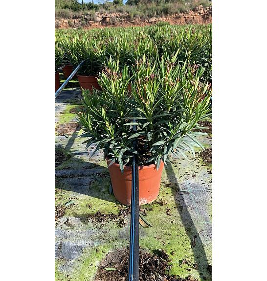Nerium Oleander Evolution Ø20