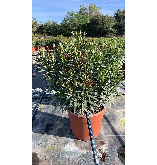 Nerium Oleander Evolution Ø28