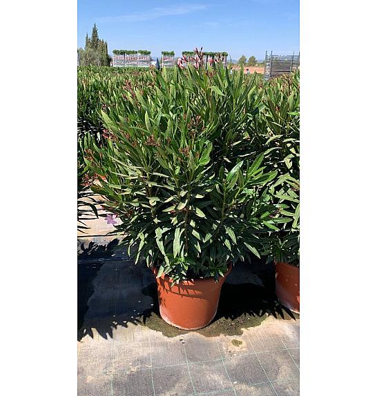 Nerium Oleander Ø40