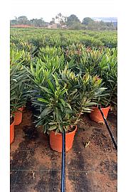 Nerium Oleander Tricolor Ø19