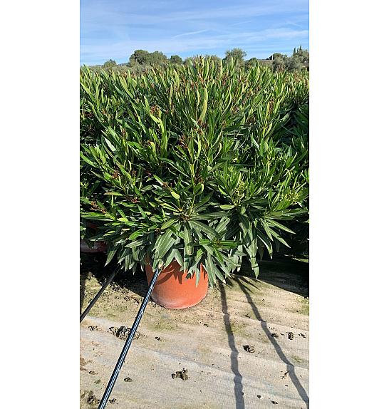 Nerium Oleander Tricolor Ø40