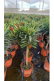 Nerium Oleander Ø20