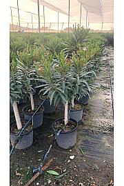 Nerium Oleander Ø25