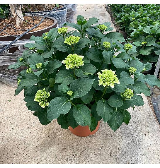 Hortensia Ø35