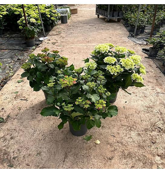 Hortensia Longlife Fushion Ø23