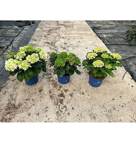 Hortensia Surfing Safari Ø23