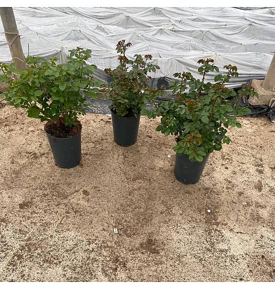 Rose Traditional Ø24