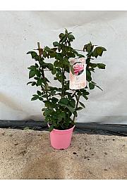 Rose Traditional Perfumed Collection Ø20