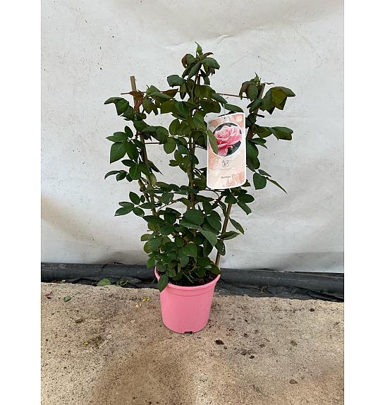 Rose Traditional Perfumed Collection Ø20