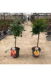 Rose Traditional Perfumed Collection Ø20