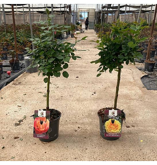 Rose Traditional Perfumed Collection Ø20