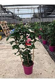 Rose Scented Maribella Ø20