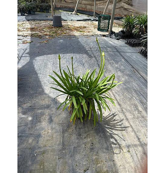 Agapanthus Mix Safari Dreams Ø30