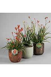 Anigozanthus Hibrido Downunder Dreams Ø30