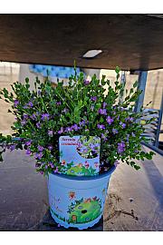 Boronia Crenulata Ø15