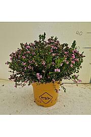 Boronia Crenulata Downunder Dreams Ø18