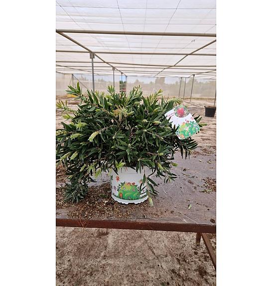 Callistemon Citrinus Esplendens Ø15