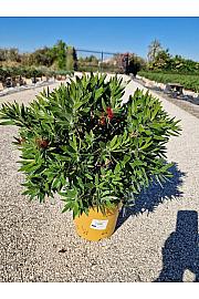 Callistemon Citrinus Splendens Downunder Dreams Ø18