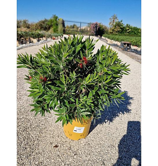 Callistemon Citrinus Splendens Downunder Dreams Ø18