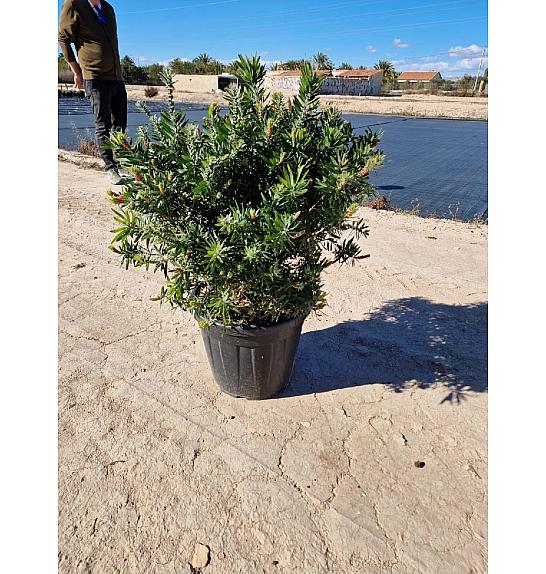 Callistemon Captain Cook Ø40