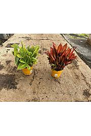 Canna Tropicanna Downunder Dreams Ø18