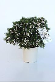 Chamelaucium (Wax Flower) Ø14