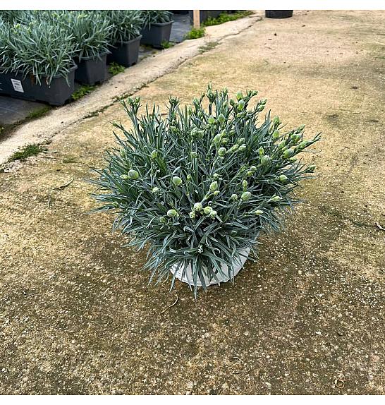 Dianthus Carnelia Ø20