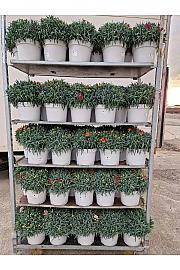 Dianthus Carnelia Ø23