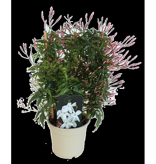 Jasminum Polyanthum Ø14