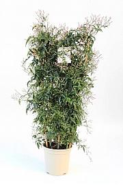 Jasminum Polyanthum Ø20