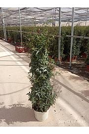 Jasminum Polyanthum Ø23