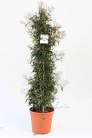 Jasminum Polyanthum Ø25