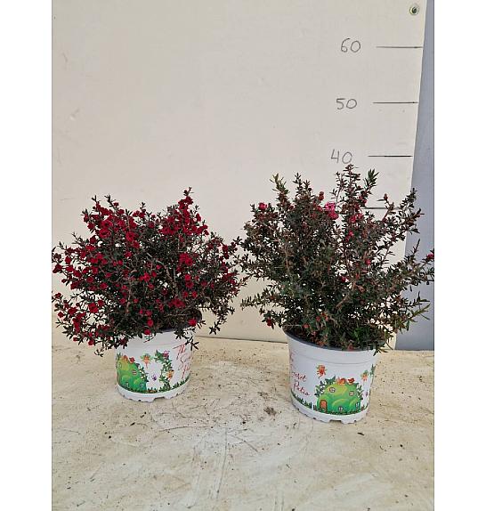 Leptospermum Scoparium Ø15