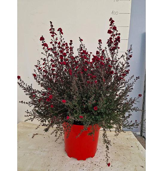 Leptospermum Scoparium Ø30