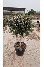 Leptospermum Scoparium Ø30