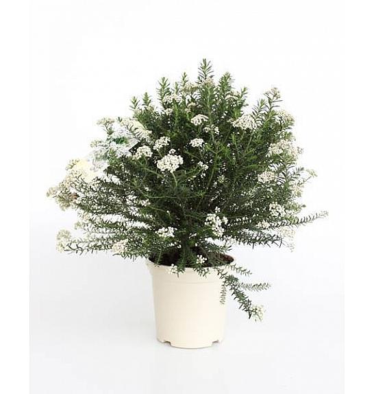Ozothamnus Rosmarinifolius Ø20