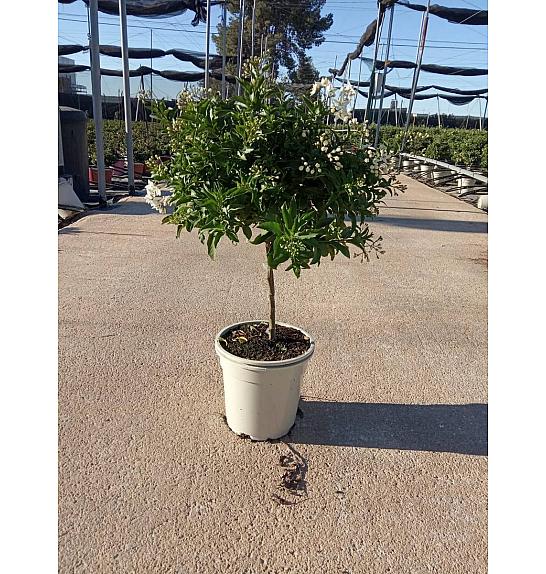 Solanum Jasminoides Ø20