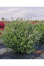 Westringia Fruticosa Ø40