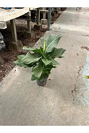 Zantedeschia (Calla) Ø20